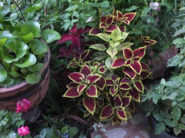 Name:  DSCF8803.jpg
Views: 336
Size:  53.2 KB