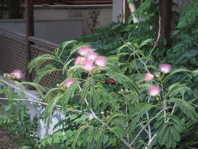 Name:  DSCF8834.jpg
Views: 284
Size:  60.3 KB