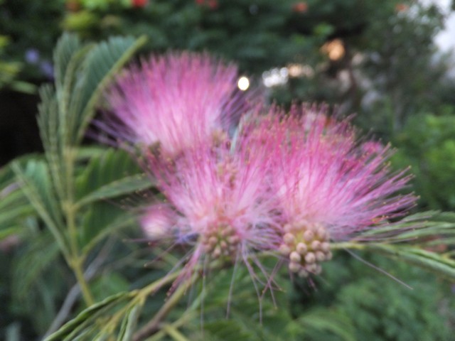 Name:  DSCF8836.jpg
Views: 291
Size:  68.1 KB