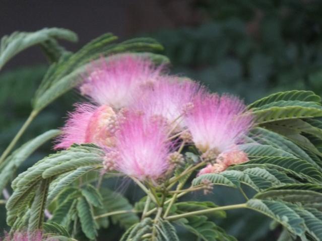 Name:  DSCF8835.jpg
Views: 281
Size:  38.0 KB