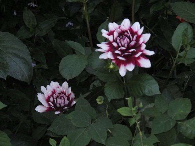 Name:  DSCF8851.jpg
Views: 271
Size:  69.3 KB