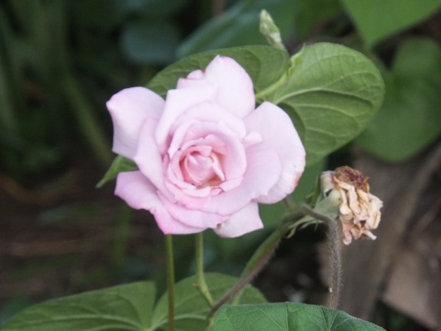 Name:  DSCF8852.jpg
Views: 260
Size:  57.2 KB