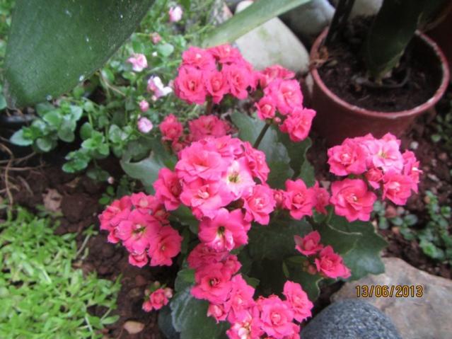 Name:  IMG_0485.jpg
Views: 260
Size:  51.5 KB