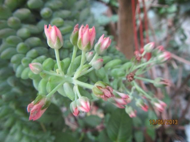 Name:  IMG_0492.jpg
Views: 353
Size:  35.1 KB