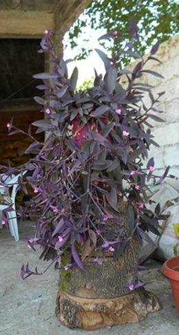 Name:  DSCN7666.JPG
Views: 2314
Size:  67.6 KB