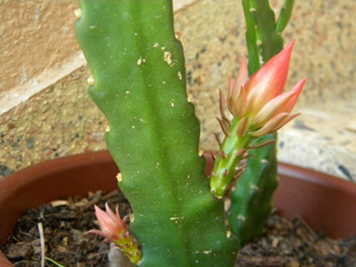 Name:  DSCN6994.JPG
Views: 2315
Size:  64.1 KB