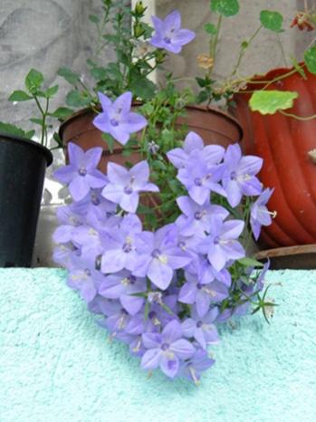Name:  DSCN7515.jpg
Views: 2208
Size:  29.1 KB