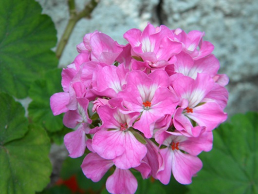 Name:  DSCN7535.JPG
Views: 2145
Size:  68.2 KB