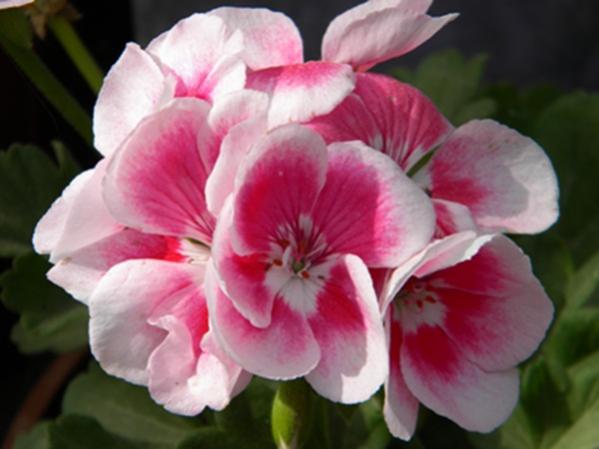 Name:  DSCN6972.jpg
Views: 2274
Size:  31.6 KB