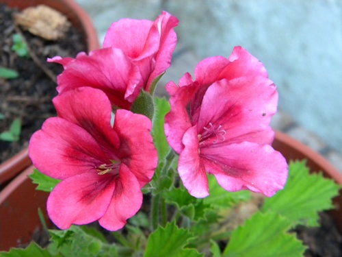 Name:  DSCN6896.JPG
Views: 2164
Size:  65.8 KB