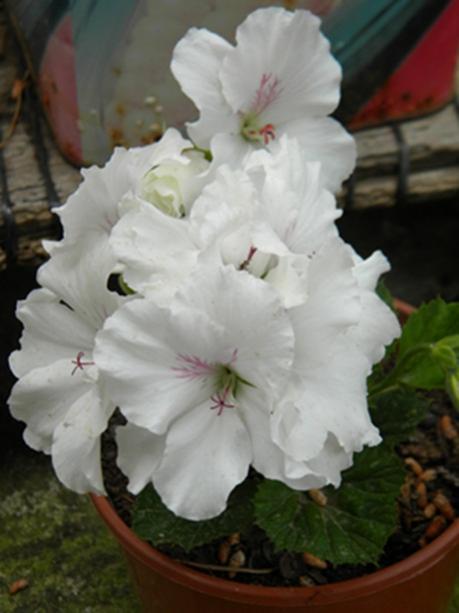 Name:  DSCN7082.jpg
Views: 2160
Size:  30.4 KB