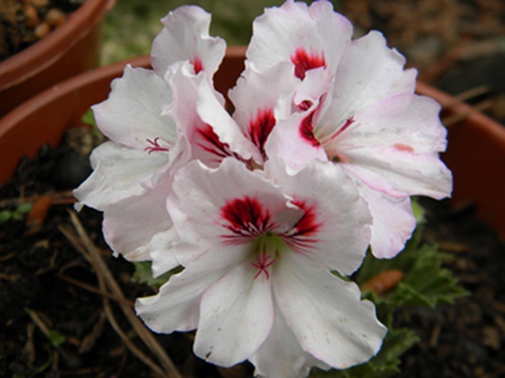 Name:  DSCN7084.JPG
Views: 2372
Size:  67.0 KB