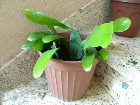 Name:  DSCN7497.JPG
Views: 2074
Size:  66.4 KB
