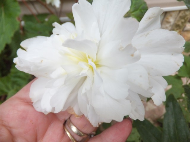 Name:  DSCF8862.jpg
Views: 284
Size:  54.7 KB
