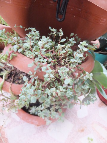Name:  DSCF8871.jpg
Views: 237
Size:  63.2 KB