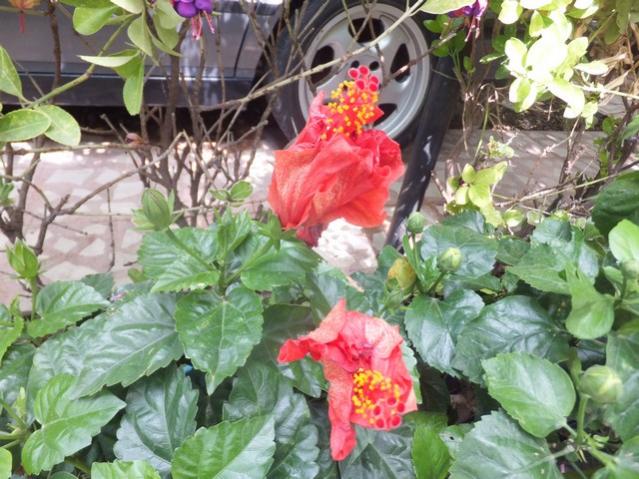 Name:  DSCF8875.jpg
Views: 241
Size:  64.2 KB