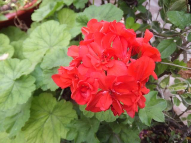 Name:  DSCF8881.jpg
Views: 259
Size:  39.1 KB