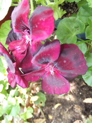 Name:  DSCF8884.jpg
Views: 245
Size:  62.3 KB
