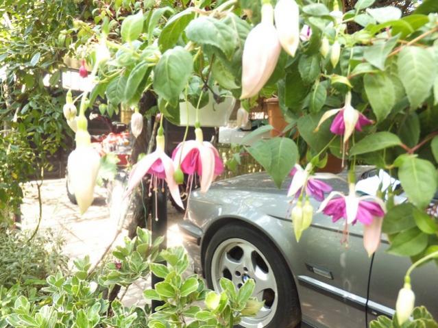 Name:  DSCF8891.jpg
Views: 260
Size:  66.7 KB
