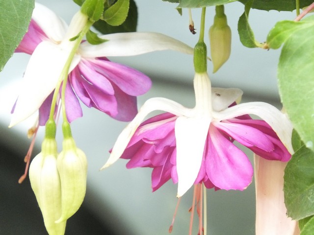 Name:  DSCF8893.jpg
Views: 262
Size:  69.4 KB
