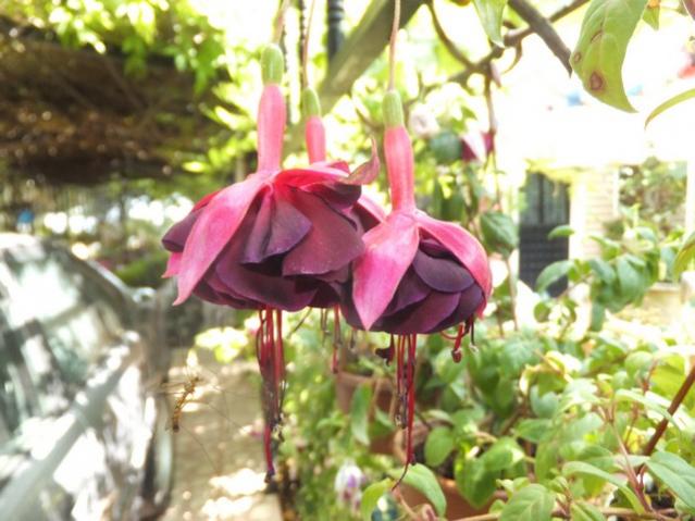 Name:  DSCF8915.jpg
Views: 215
Size:  50.6 KB