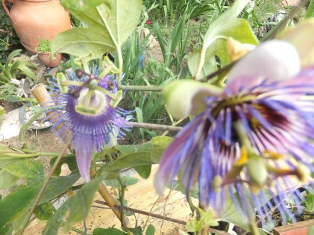 Name:  DSCF8919.jpg
Views: 201
Size:  55.6 KB