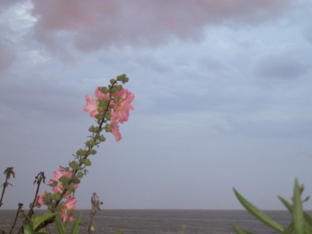 Name:  DSCF8950.jpg
Views: 212
Size:  47.8 KB