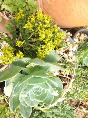 Name:  DSCF8988.jpg
Views: 392
Size:  42.1 KB