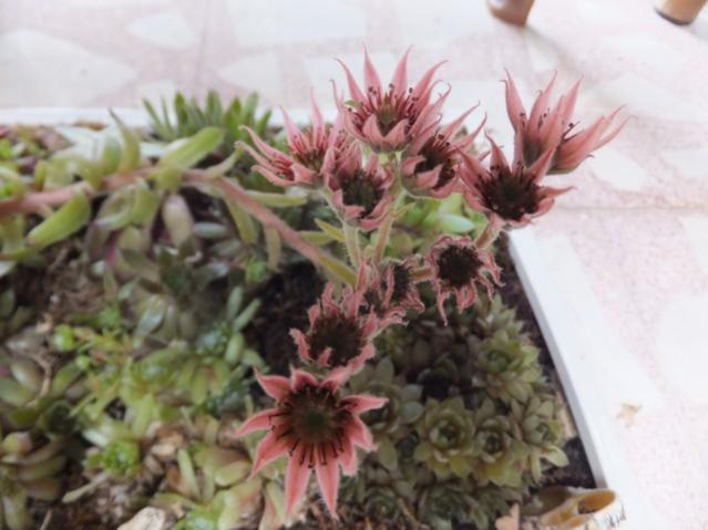 Name:  DSCF9004.jpg
Views: 360
Size:  39.7 KB