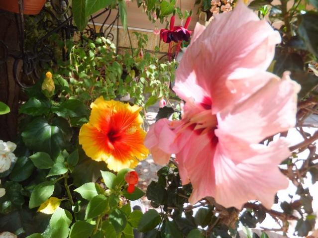 Name:  DSCF9031.jpg
Views: 368
Size:  55.0 KB