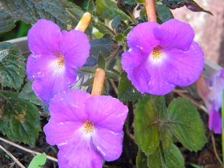 Name:  DSCN7407.JPG
Views: 932
Size:  69.9 KB