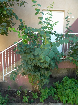 Name:  DSCN7429.JPG
Views: 818
Size:  67.2 KB