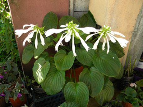 Name:  DSCN7642.JPG
Views: 855
Size:  67.1 KB