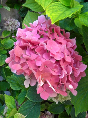 Name:  DSCN7410.JPG
Views: 837
Size:  66.5 KB
