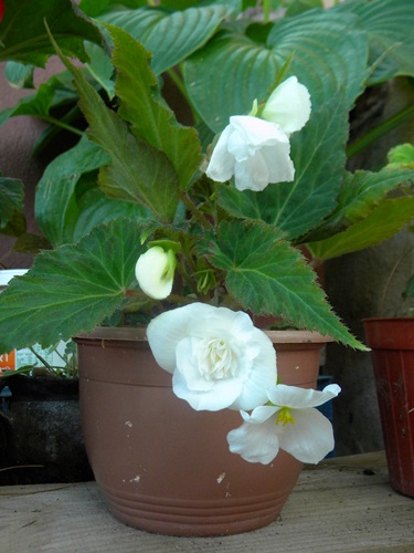 Name:  DSCN7398.JPG
Views: 942
Size:  69.0 KB