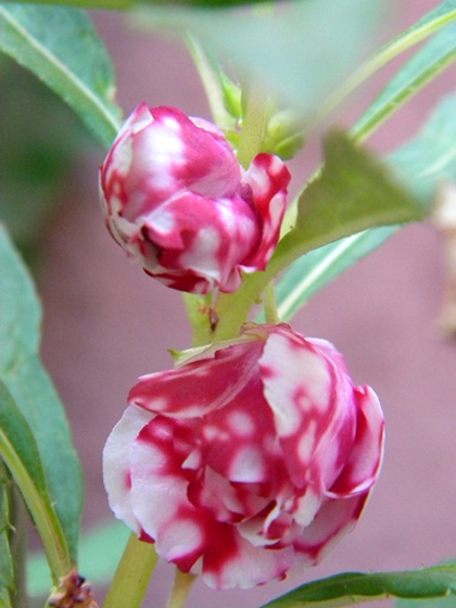 Name:  DSCN7683.JPG
Views: 871
Size:  69.7 KB