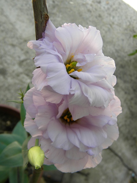 Name:  DSCN7677.JPG
Views: 868
Size:  66.8 KB