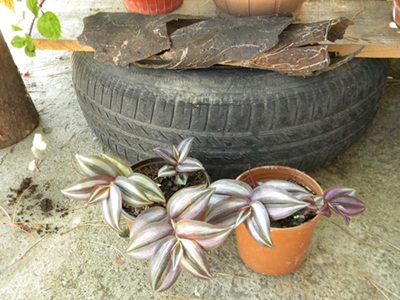 Name:  DSCN7647.JPG
Views: 850
Size:  65.9 KB