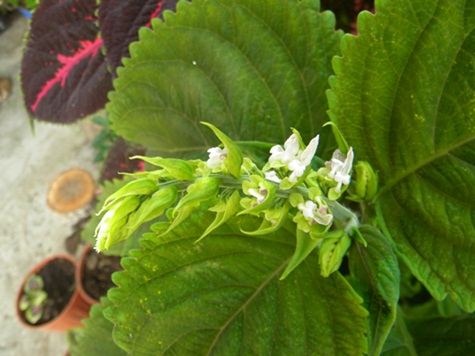 Name:  DSCN7886.JPG
Views: 820
Size:  65.2 KB