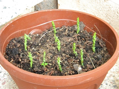 Name:  DSCN7891.JPG
Views: 1184
Size:  66.9 KB
