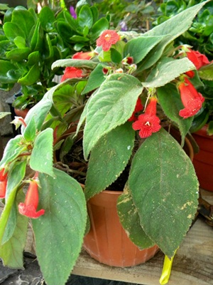 Name:  DSCN7884.JPG
Views: 836
Size:  67.4 KB
