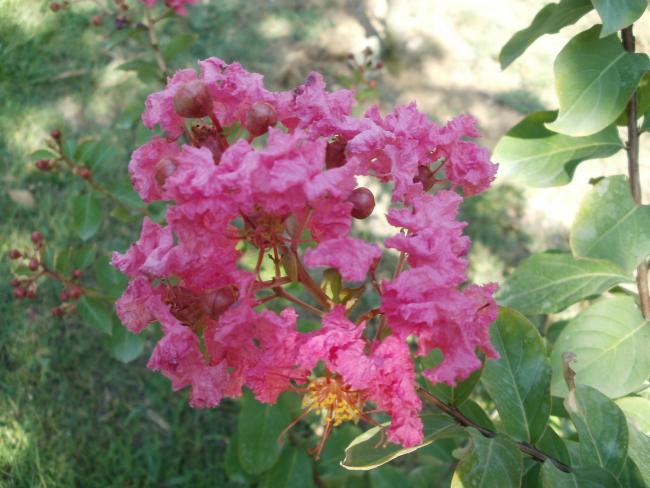 Name:  P1010120a.jpg
Views: 470
Size:  50.0 KB