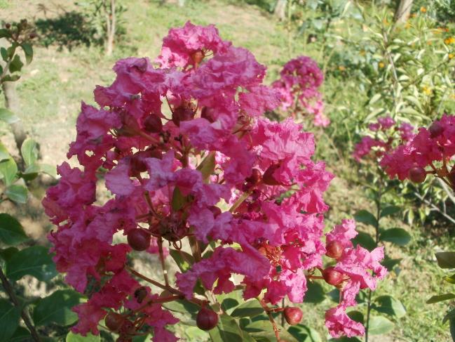 Name:  P1010118a.jpg
Views: 430
Size:  70.1 KB