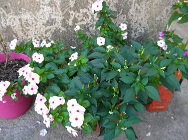 Name:  DSCN7898.JPG
Views: 1009
Size:  64.4 KB