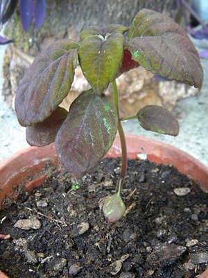 Name:  DSCN7901.JPG
Views: 769
Size:  69.3 KB