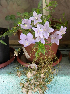 Name:  DSCN7904.JPG
Views: 811
Size:  66.8 KB