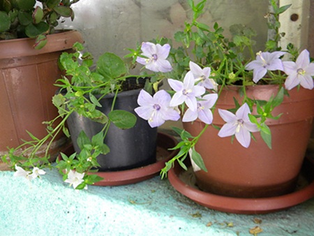 Name:  DSCN7905.JPG
Views: 784
Size:  69.5 KB