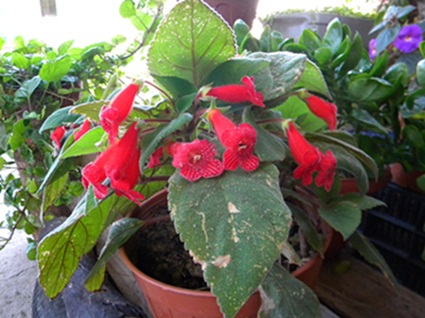 Name:  DSCN7922.JPG
Views: 1104
Size:  65.8 KB