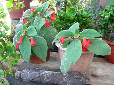 Name:  DSCN7923.JPG
Views: 783
Size:  68.1 KB