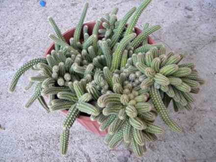 Name:  DSCN7912.JPG
Views: 815
Size:  69.9 KB